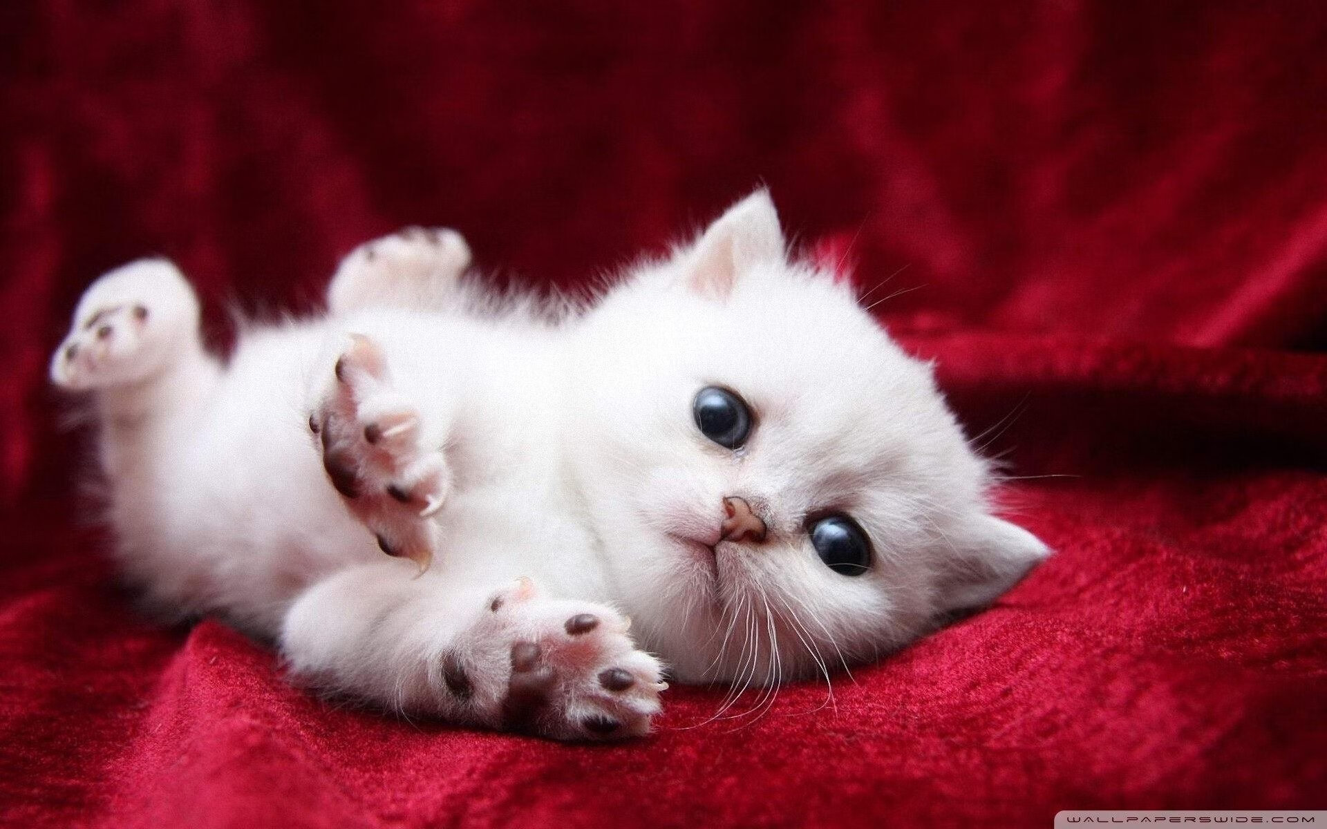 团队荣耀与个人王朝的序章,阿尔卡拉斯联合杯横扫开启美网新纪元