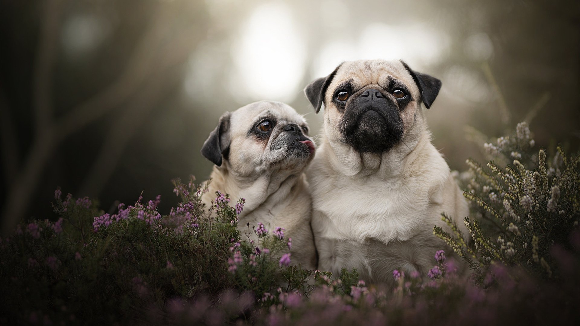 当活塞的钢铁意志归来,约基奇用掘金的战术复古主义为NBA上了一课