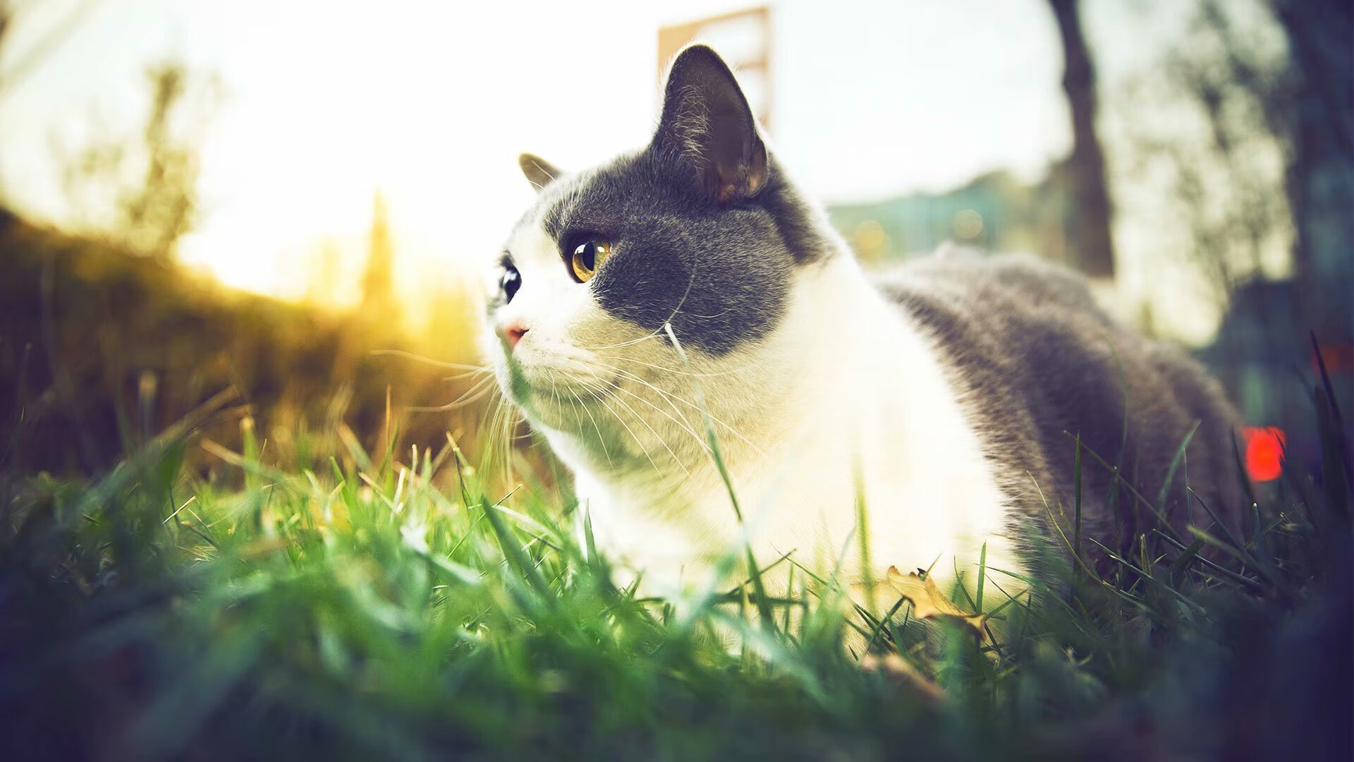 棋手范戴克,一子落定,摩纳哥在梅阿查终结二十年悬局