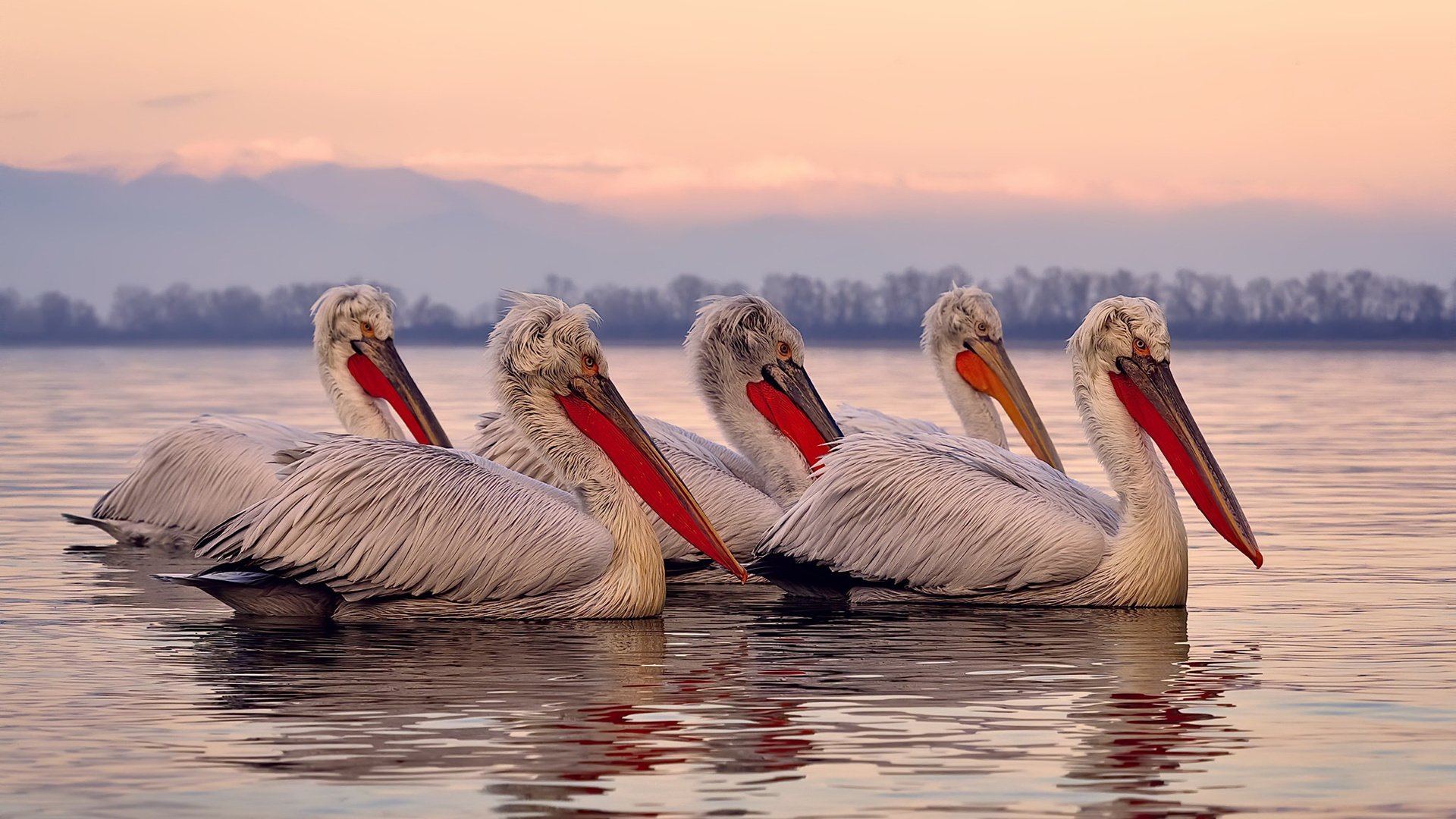 冰冷数据与滚烫心脏，哈利伯顿的2026世界杯之夜