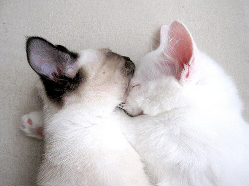 关键时刻连得10分制霸篮下!武切维奇在沪深焦点战中完成重生证明