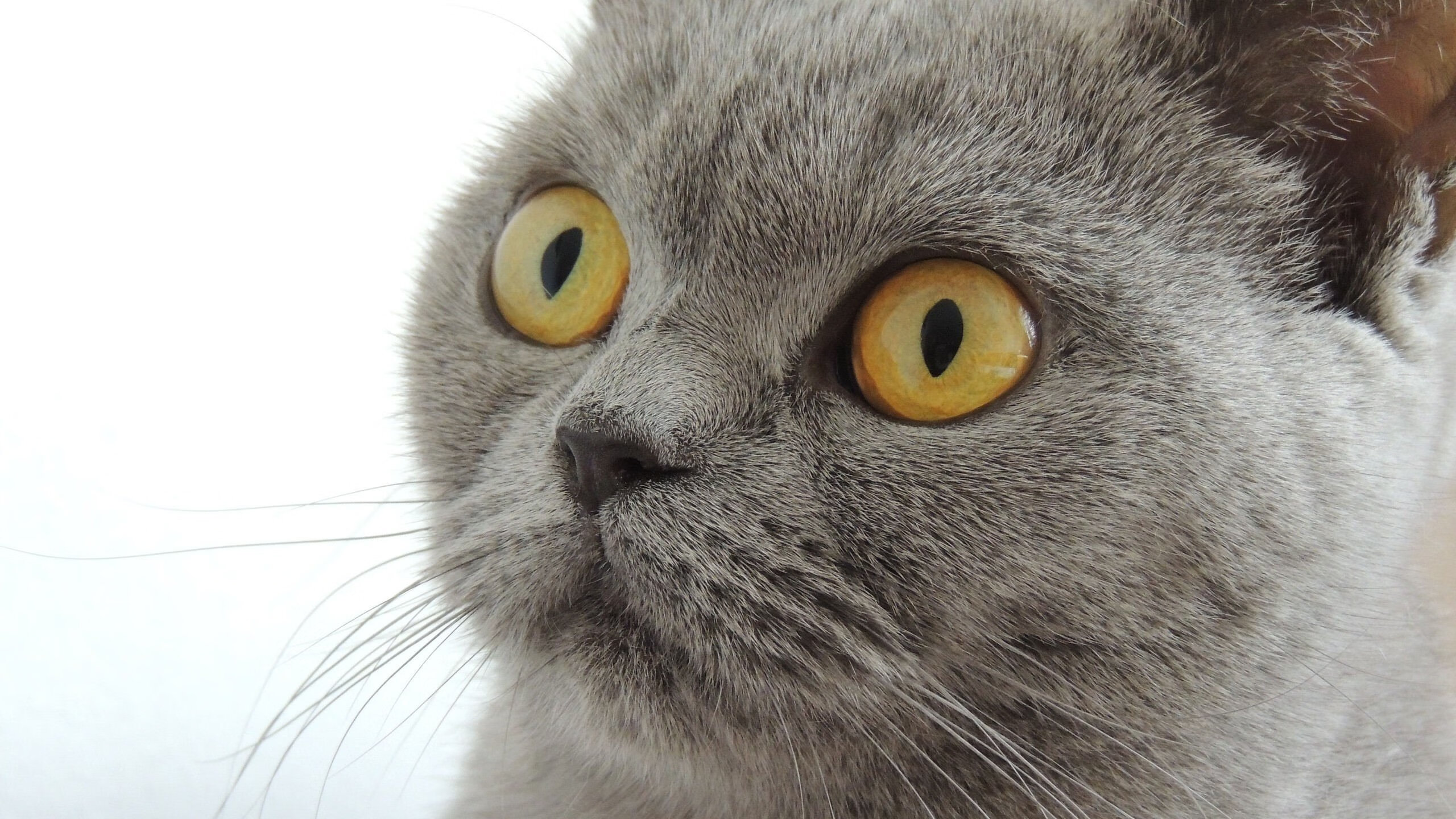 破壁之战，全明星友谊赛背后的世界排名荣耀定义战