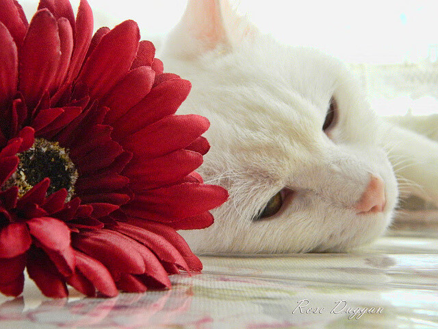 戈贝尔如巨塔耸立，吉林队全面压制马刺展现团队篮球真谛