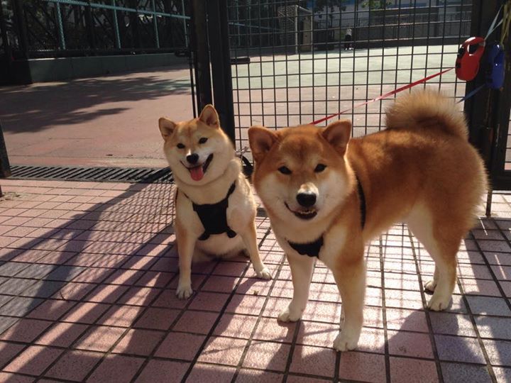 武切维奇狂轰30+20主宰内线,森林狼主场完胜猛龙无悬念