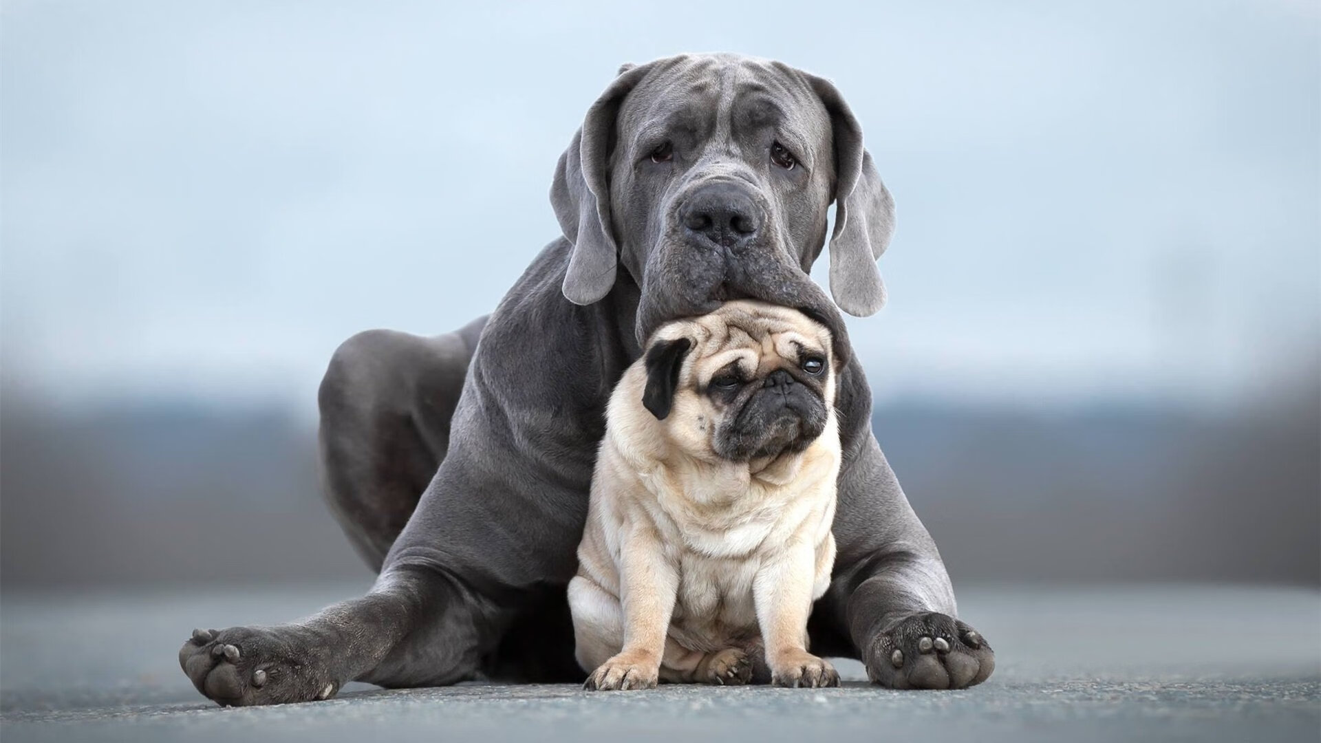 马赛宣言，2026世界杯焦点战，高卢雄鸡以稳破局，锁定安哥拉