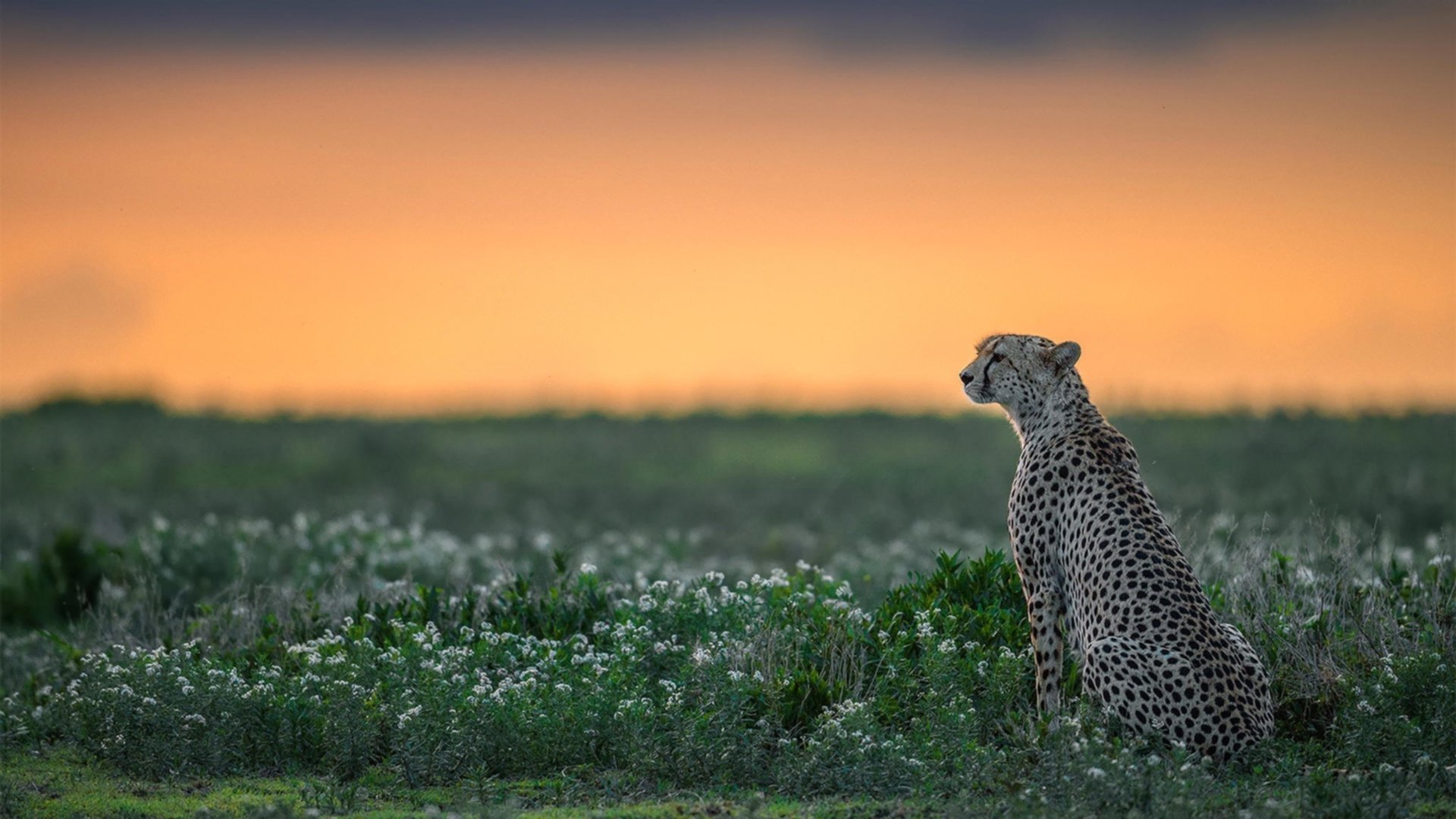 南美探戈逆袭德国铁骑,欧冠半决赛的阿根廷式胜利哲学
