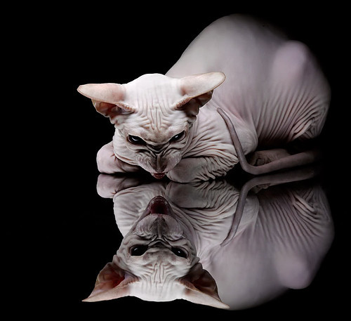 东方铁壁与帝国黄昏,巴斯托尼如何亲手终结罗马神话