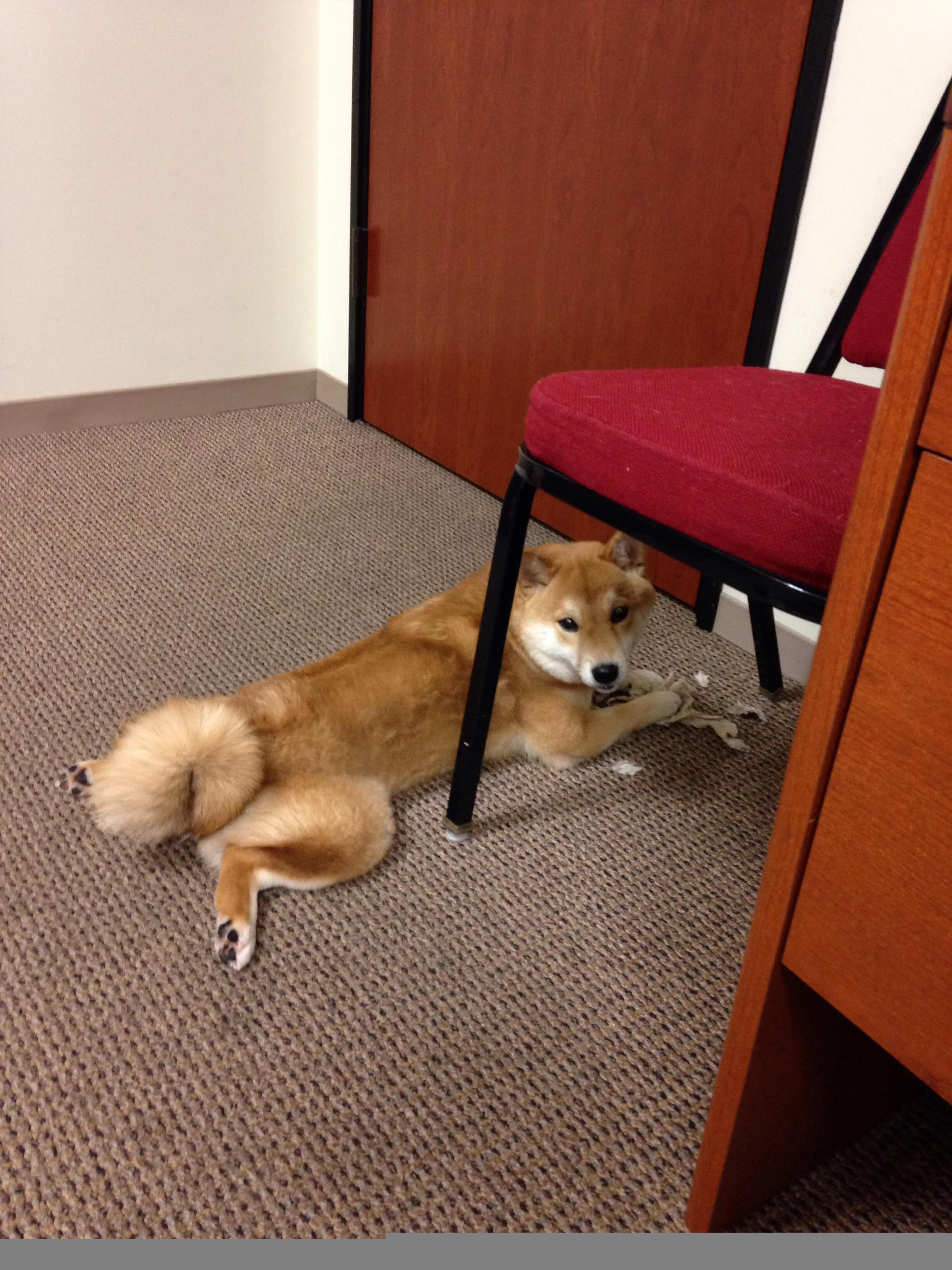 从萨卡到枫叶军团,一个人如何复刻一支军队的战术密码