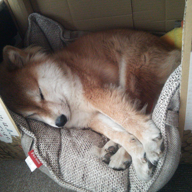 爱游戏APP-绿茵场到F1赛道，巴尔韦德的战术进站如何让尼斯在苏格兰弯道超车