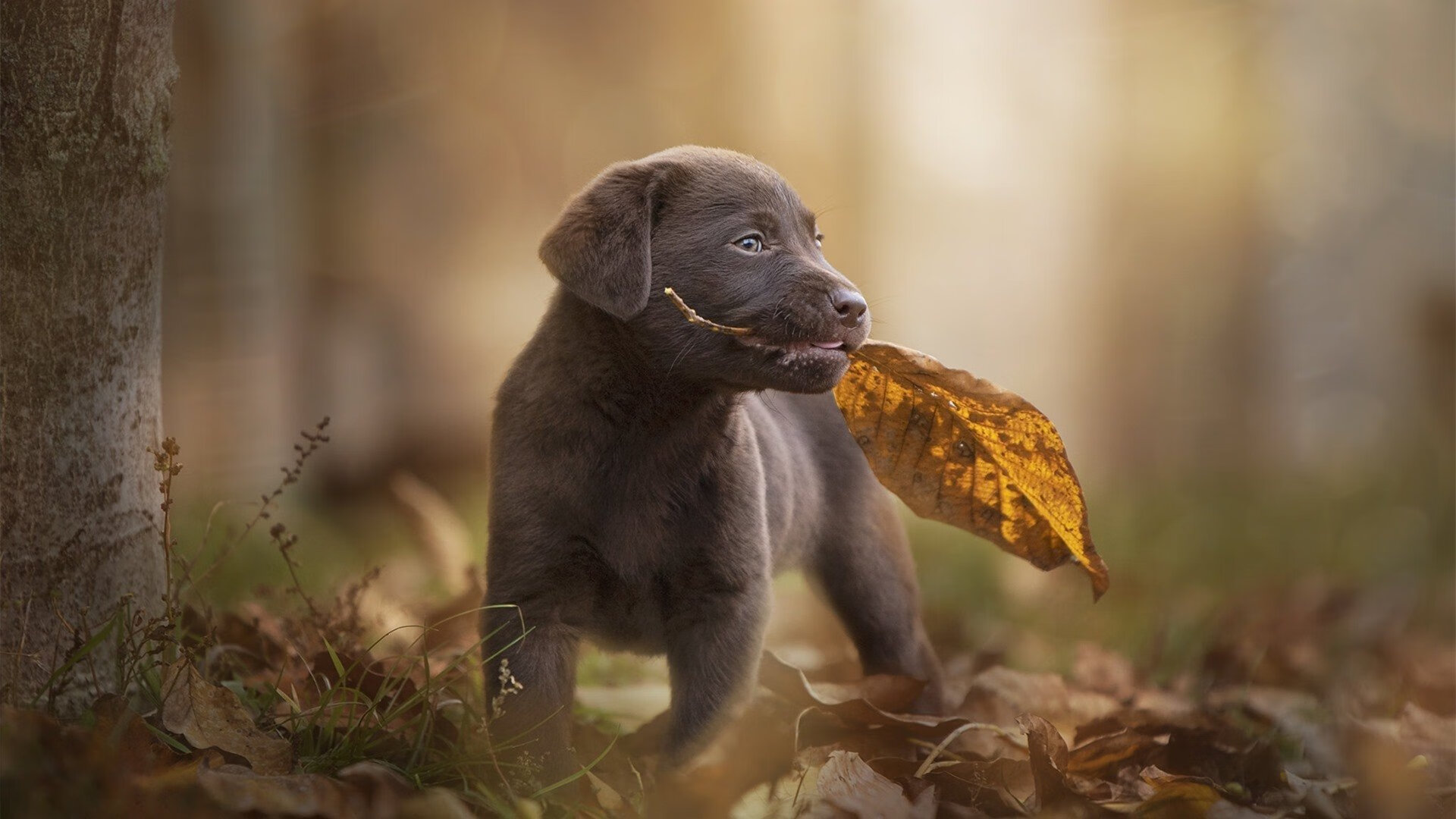 唯一解，希腊在奥运周期关键战中打穿马德里竞技的数学与战术