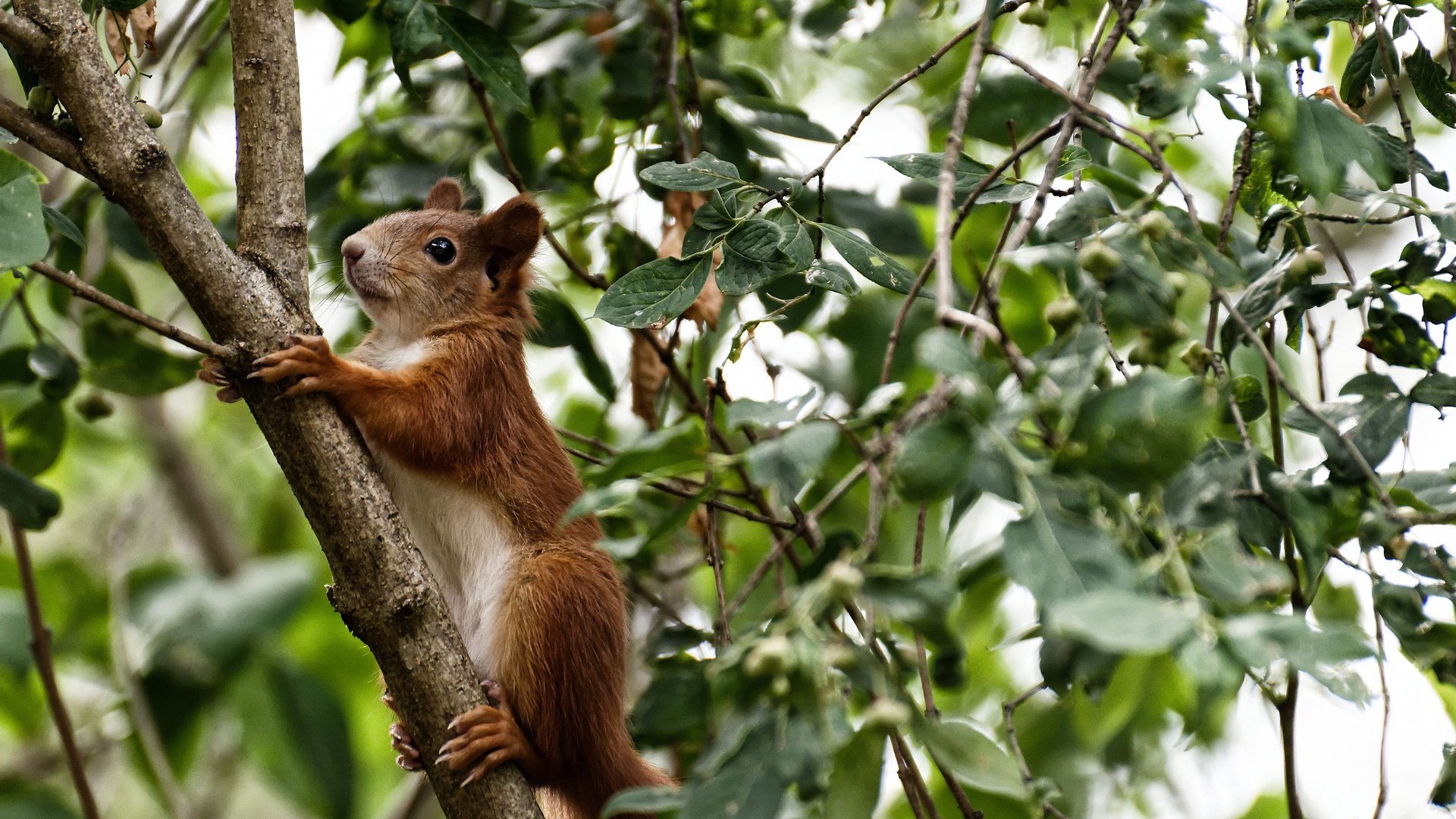 无声的领袖，凶悍的集体，两种胜利逻辑在体育世界的极致展现