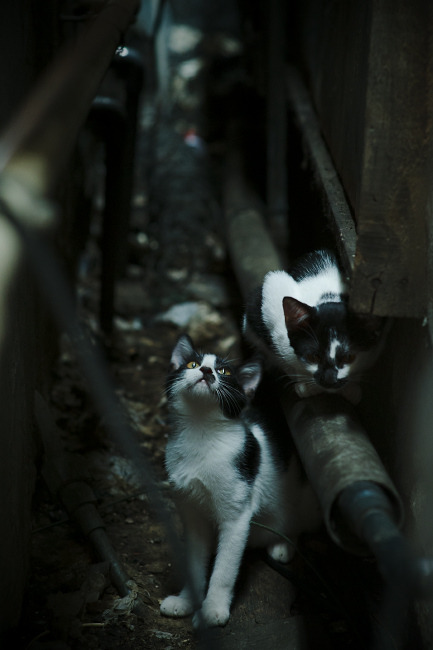 宿命的回响，总决赛之夜，切特那改写历史的四十二秒