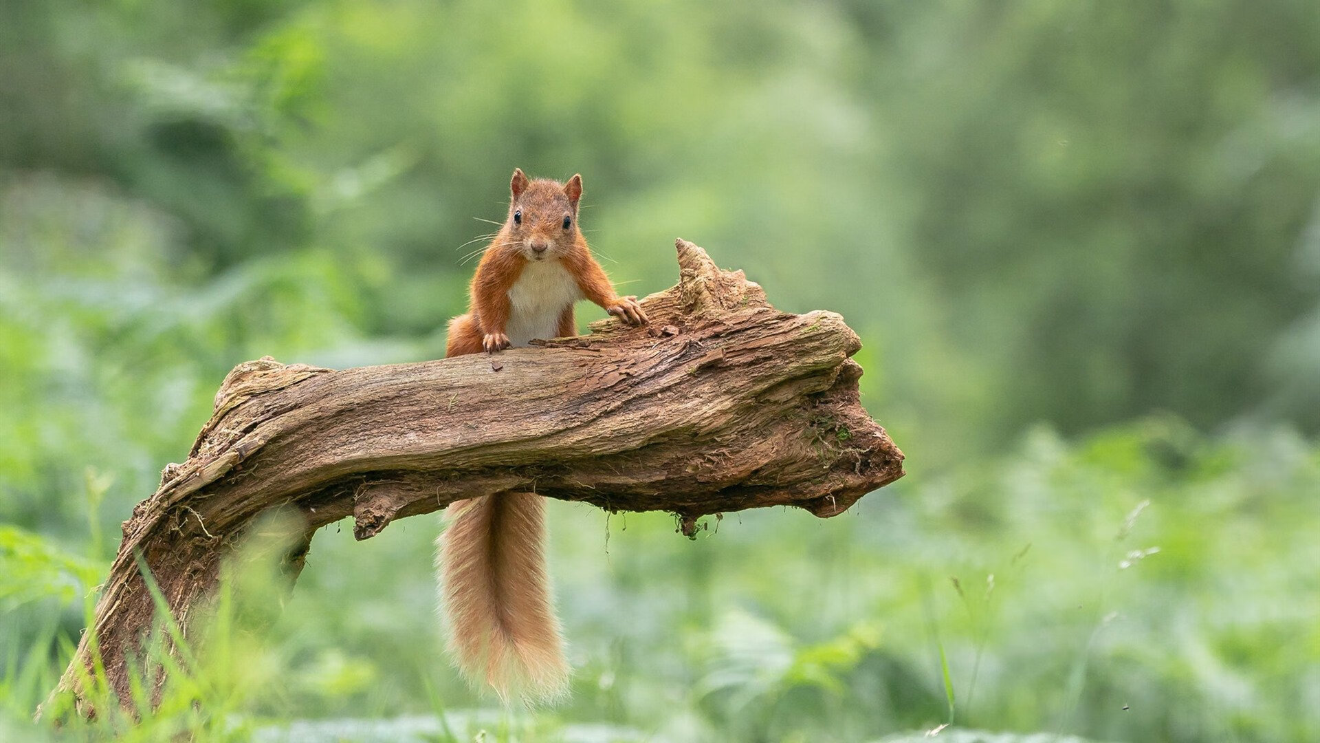 东方未明西方亮,哈利伯顿闪耀与浙江铁血,地球两端的篮球圣火同时点燃