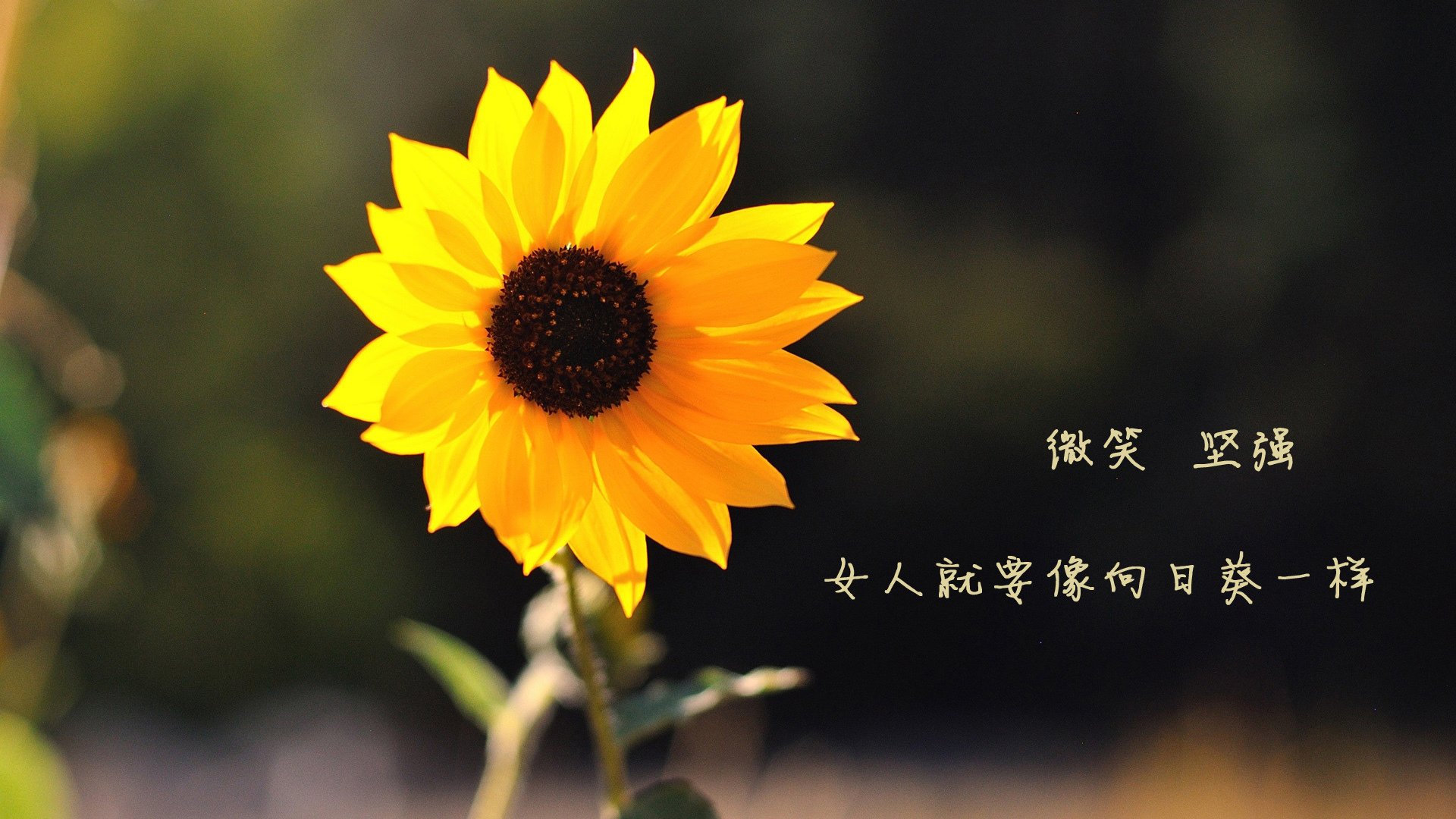 波斯铁骑的孤勇时刻，2026世界杯B组，伊朗以意志撕裂喀麦隆，C罗的星光点燃宿命之夜
