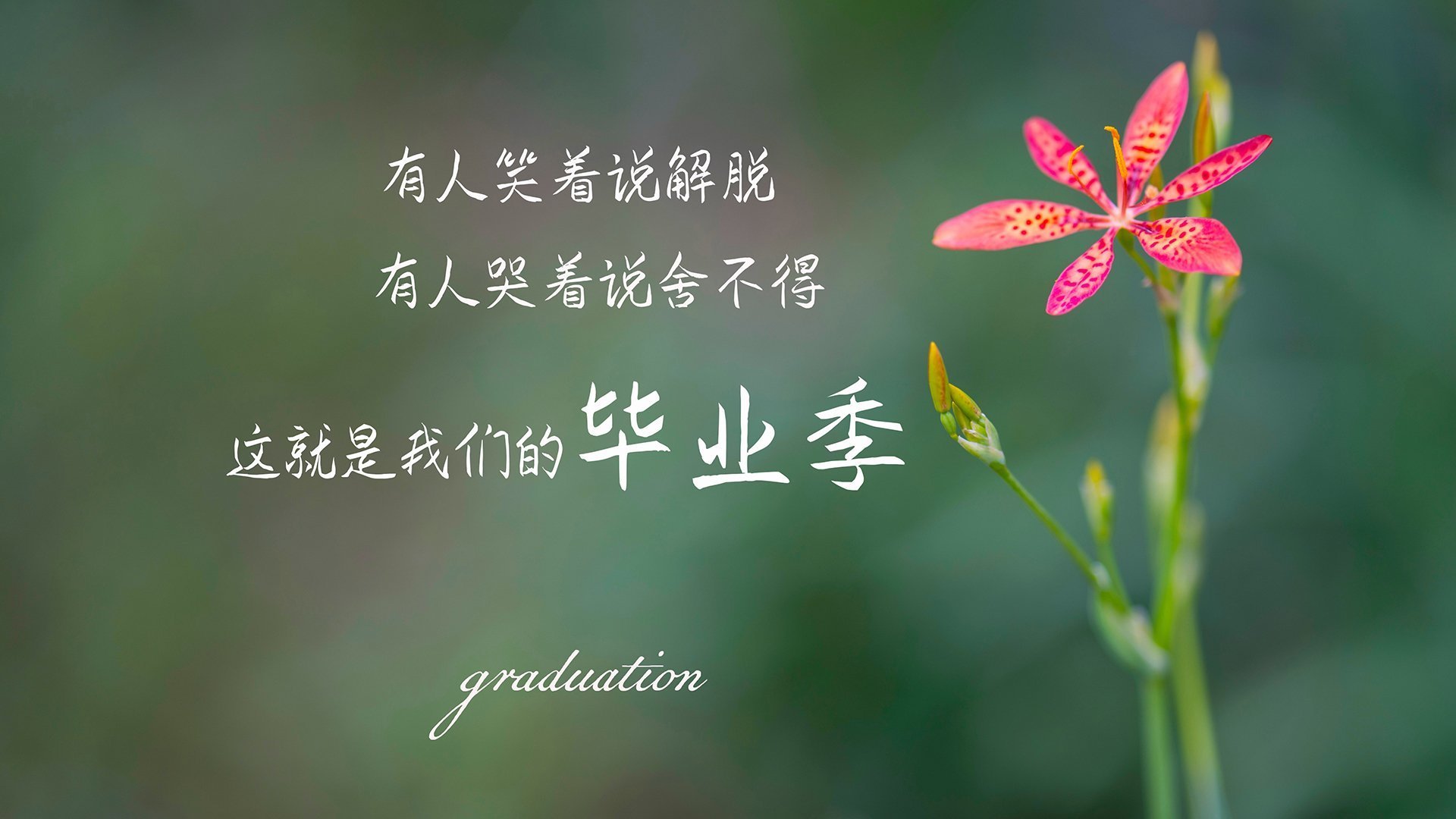 C组死亡之局，喀麦隆的铁骑与三笘薰的独舞，谁主沉浮2026？