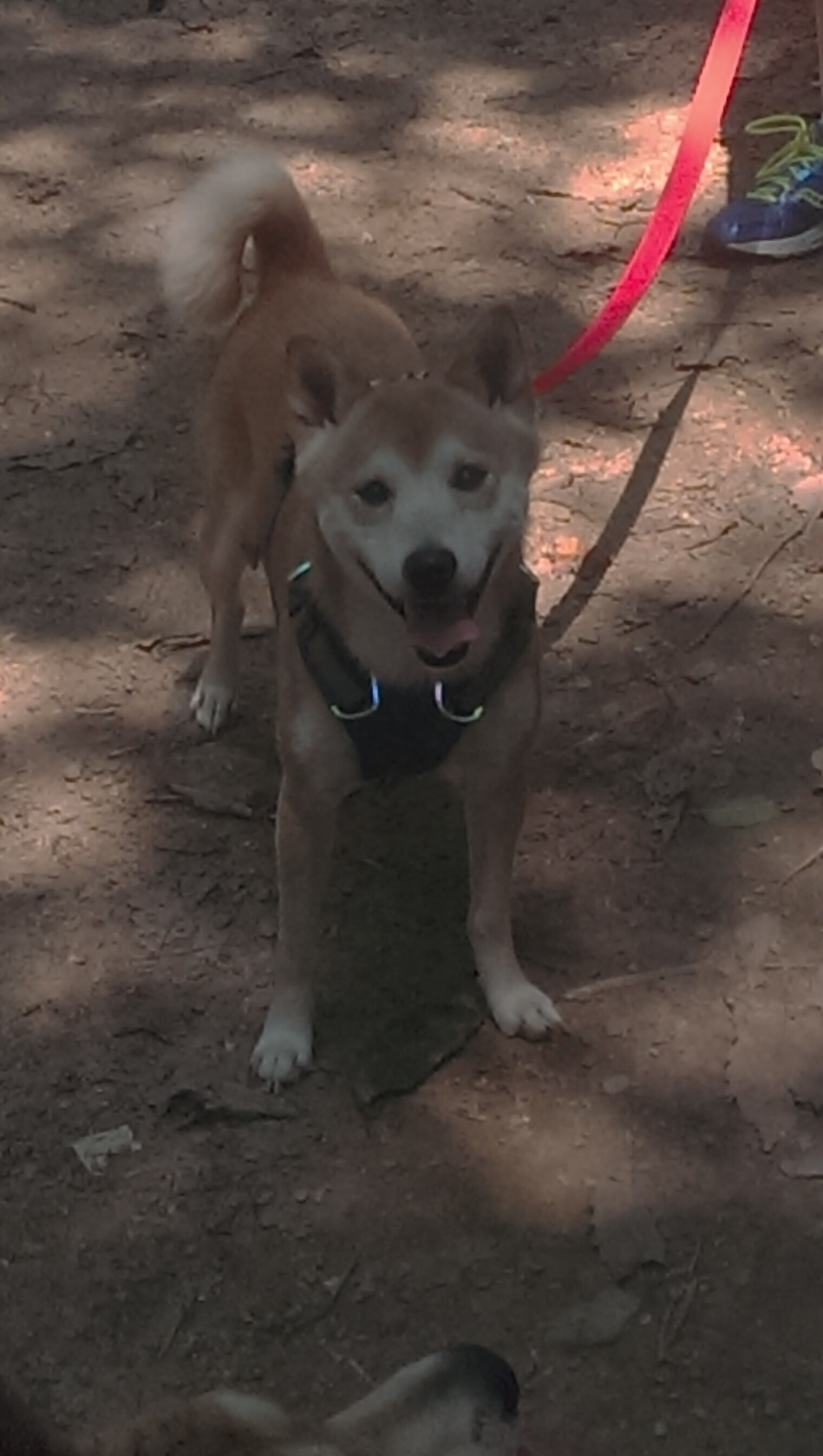 中亚铁骑踏碎袋鼠神话,2026世界杯黑马之战的终极预言—乌兹别克斯坦横扫澳大利亚,吉鲁带队取胜的宿命对决